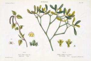 バーチ（左）とヤドリギ（右）、図1845年にウィーンで出版された「The Young Landsman」の9と10（手塗りのリソ） 作： Matthias Trentsensky